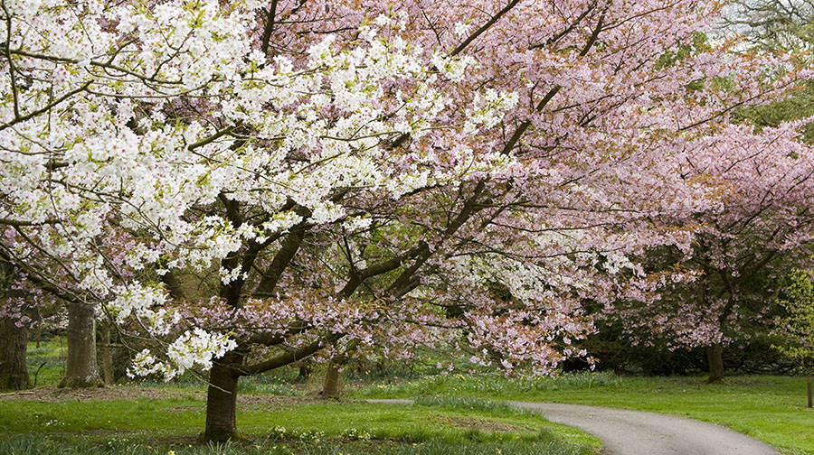 Spring at Batsford Arboretum